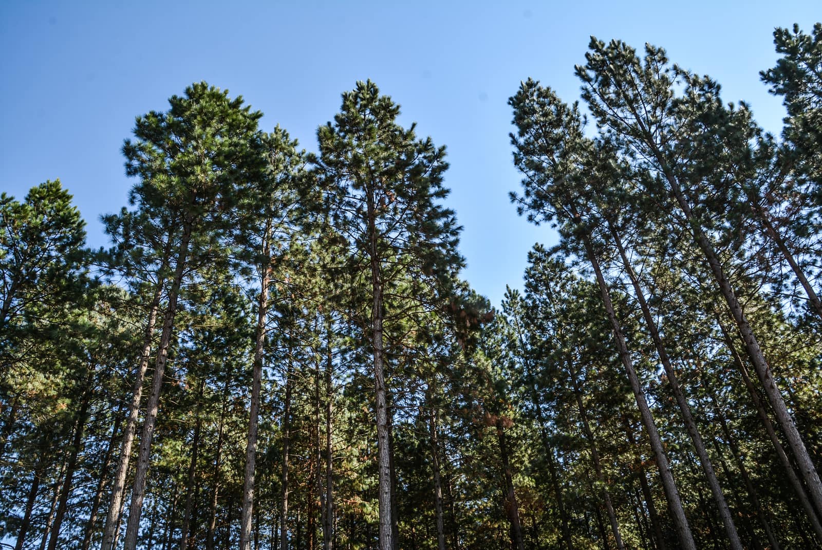 Forest Fire Response