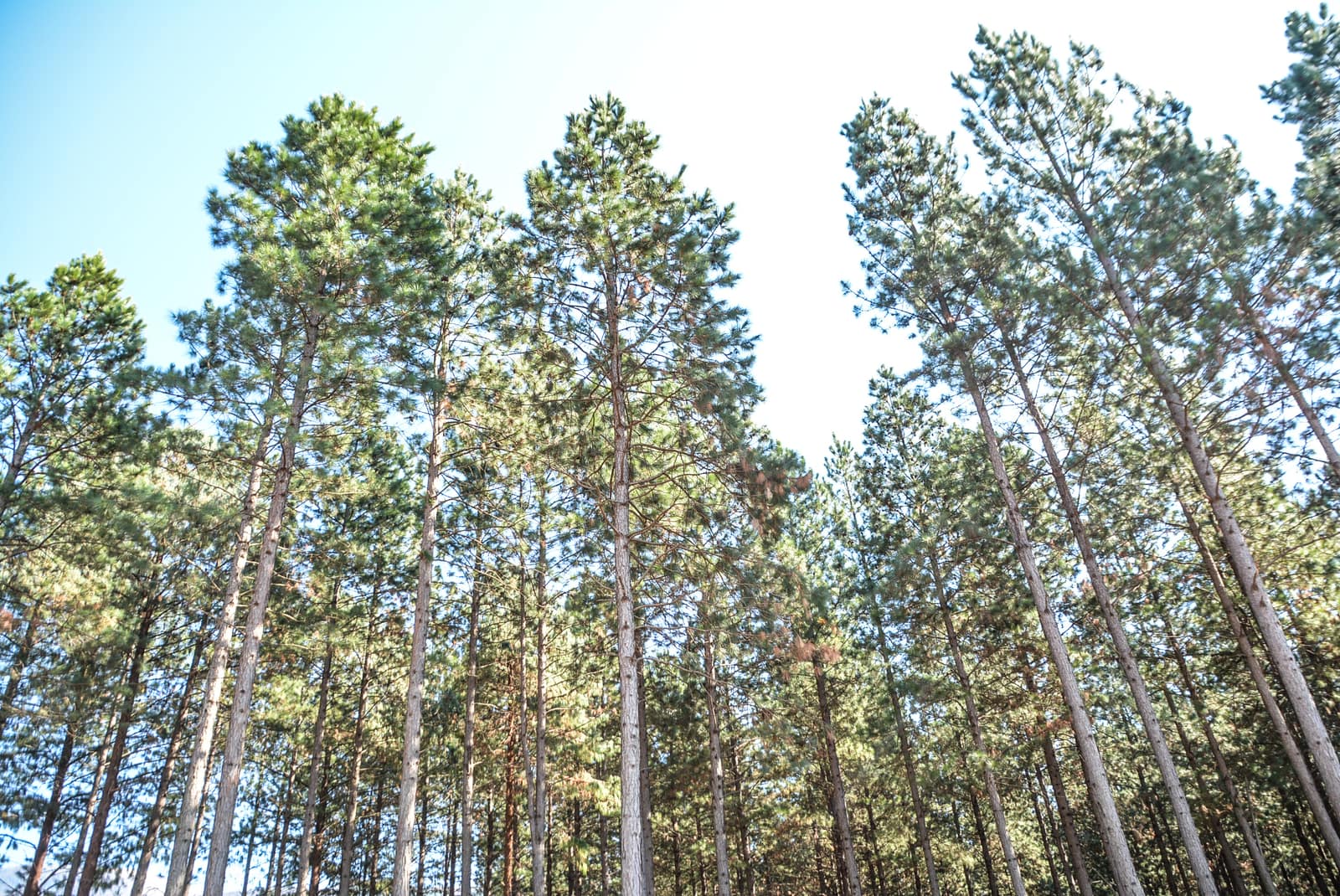 SAFCOL plantation panorama