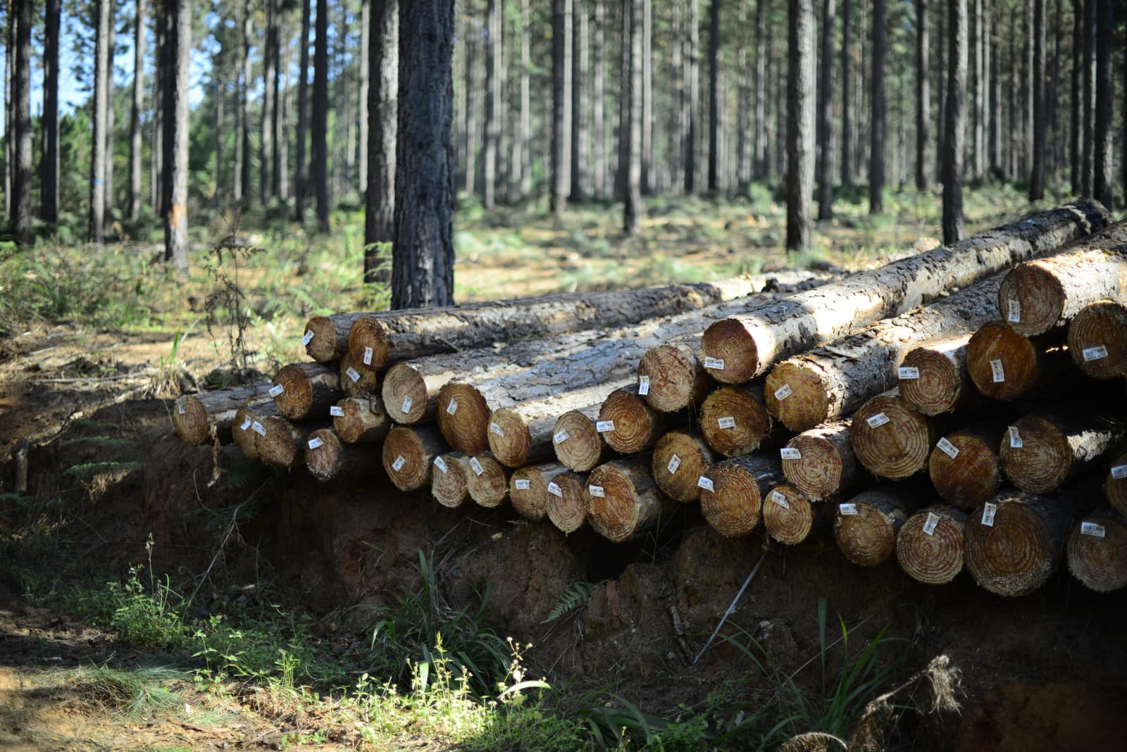 Eucalyptus logs