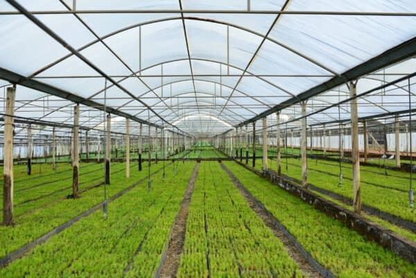 Subsistence farming and school nutrition
