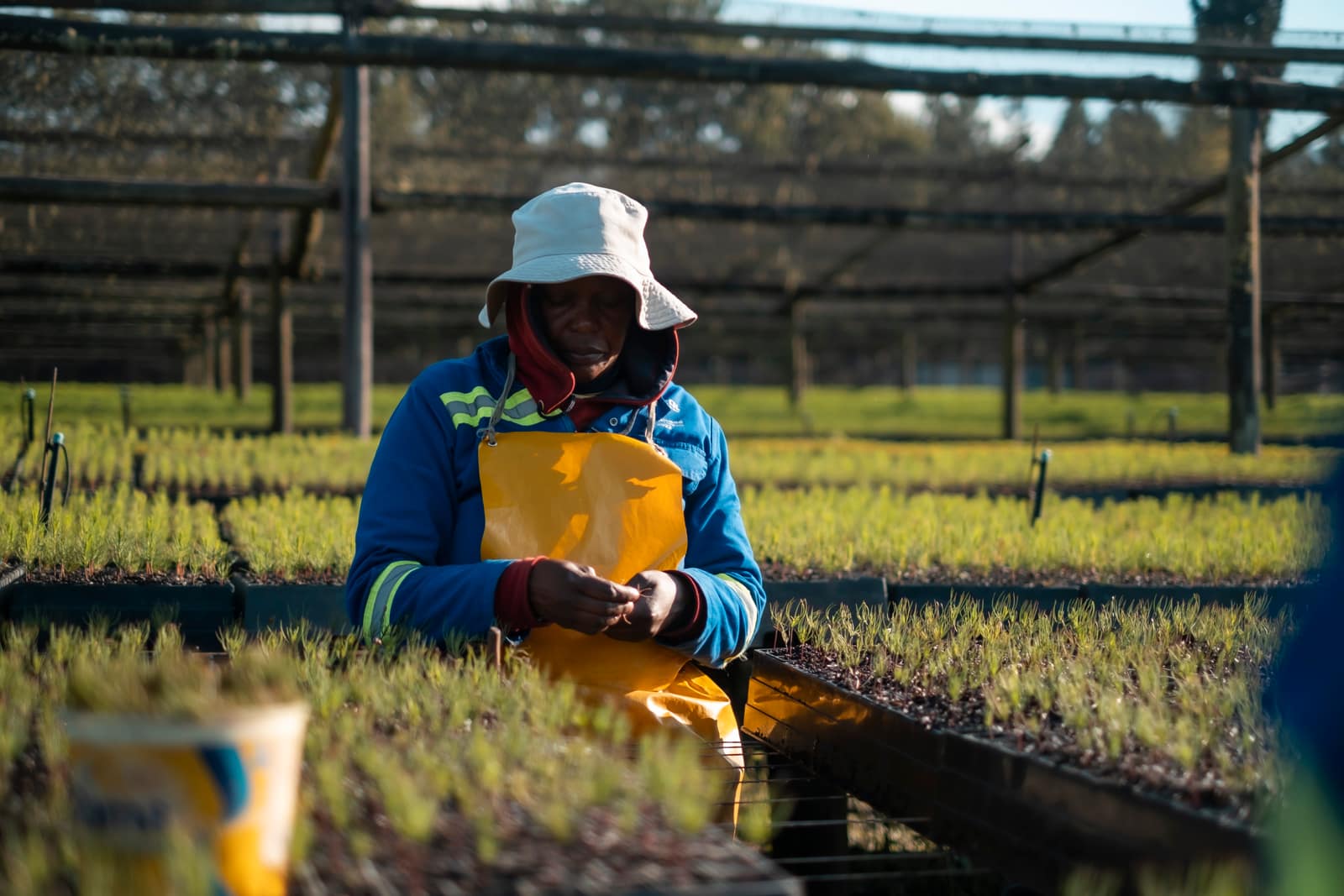 SAFCOL sustainability and stewardship