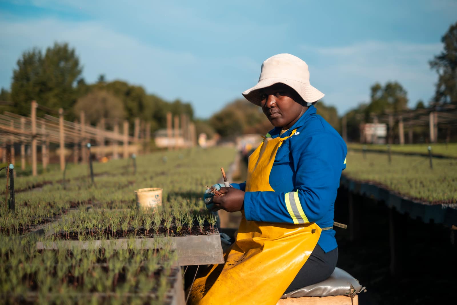 SAFCOL sustainability nursery work