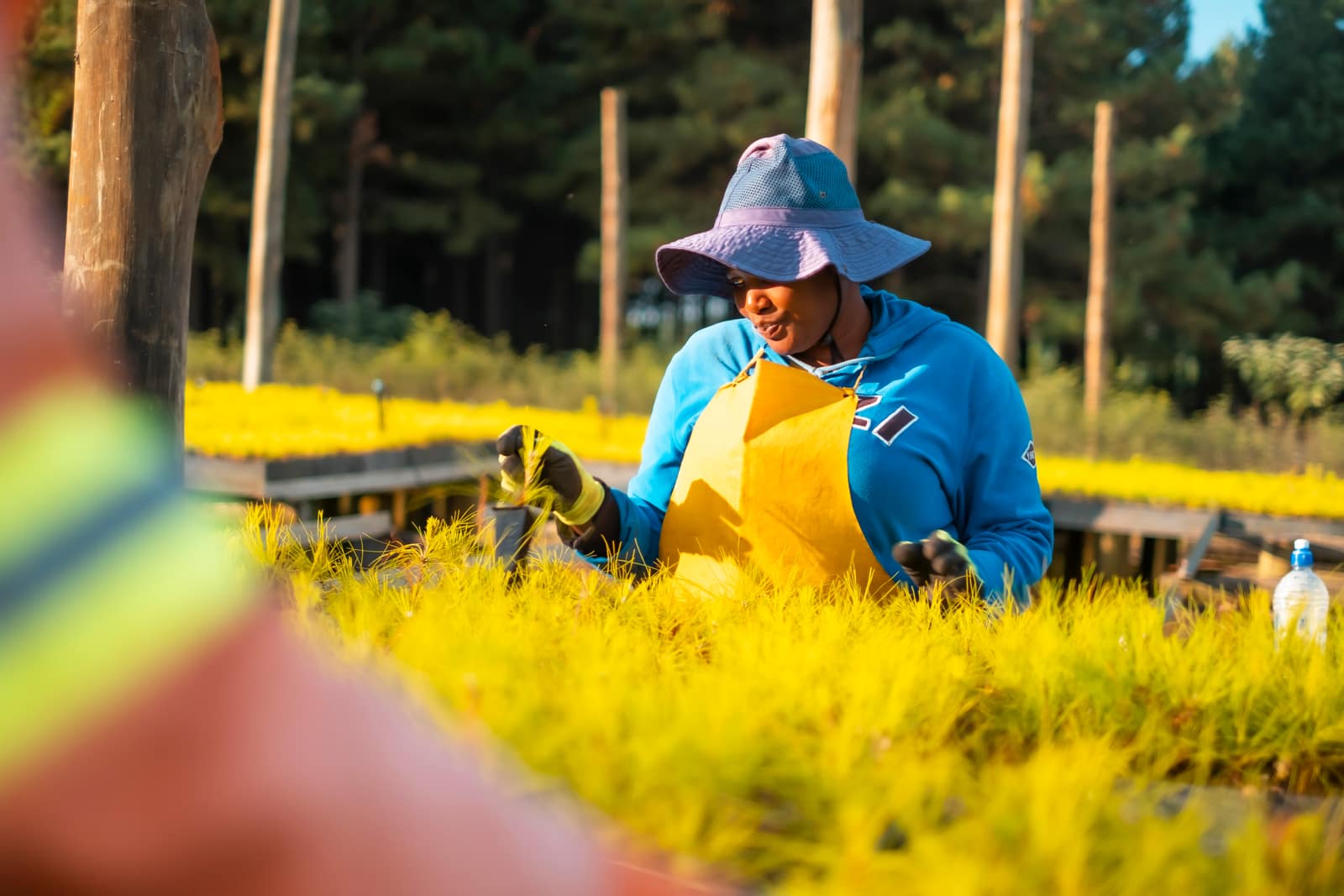 Seedling care